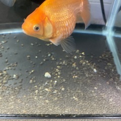 ピンポンパール　約10㎝　国内産の画像