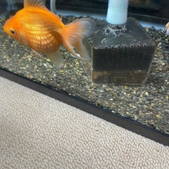 ピンポンパール　約10㎝　国内産の画像