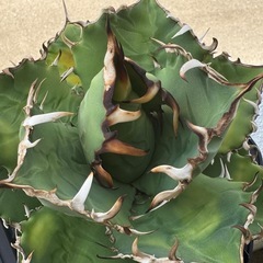 アガベ     覇王竜の画像