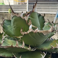 アガベ     覇王竜の画像