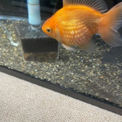 ピンポンパール　約10㎝　国内産の画像