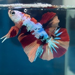 完売御礼！PKHMニモギャラクシー　オスの画像