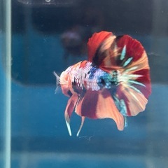 完売御礼！PKHMニモギャラクシー　オスの画像