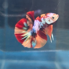 完売御礼！PKHMニモギャラクシー　オスの画像