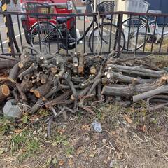 薪などに使える伐採木を譲ります（令和7年11月伐採分）の画像