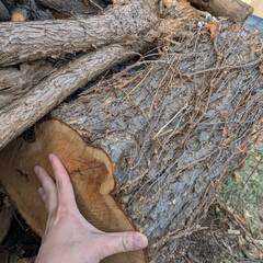 薪などに使える伐採木を譲ります（令和7年11月伐採分）の画像