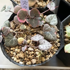 多肉植物 6鉢セット エケベリア クラッスラ セダムなどの画像