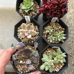 多肉植物 6鉢セット エケベリア クラッスラ セダムなどの画像