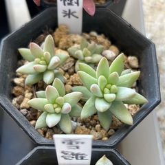 多肉植物 6鉢セット エケベリア クラッスラ セダムなどの画像