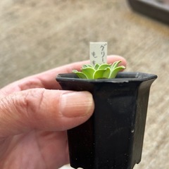 多肉植物 6鉢セット エケベリア クラッスラ セダムなどの画像