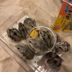 【募集終了】ありがとうございました。