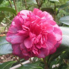 ツバキ　アカコシミノ（赤腰蓑）と思われる苗の画像