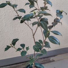 ツバキ　アカコシミノ（赤腰蓑）と思われる苗の画像