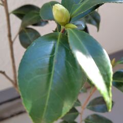 ツバキ　アカコシミノ（赤腰蓑）と思われる苗の画像