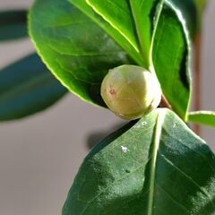 ツバキ　アカコシミノ（赤腰蓑）と思われる苗の画像