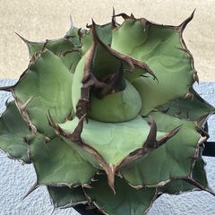 アガベ黒犀の画像