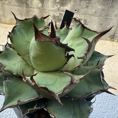 アガベ黒犀の画像