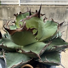 アガベ黒犀の画像