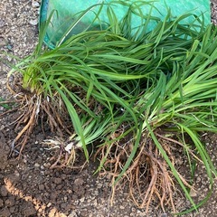 くわぁんそうの苗