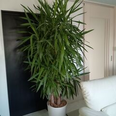 ユッカ 観葉植物 青年の樹（高さ約200cm）の画像