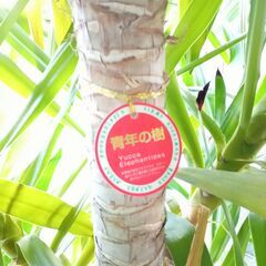 ユッカ 観葉植物 青年の樹（高さ約200cm）の画像