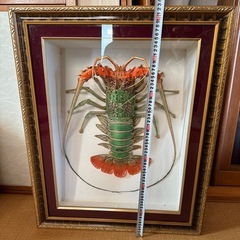 ゴシキエビ 剥製 アンティークの画像