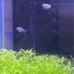 メダカ ミックス 8匹  受け渡し予定者確定済の画像