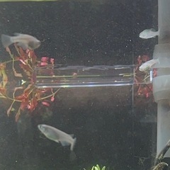 メダカ ミックス 8匹  受け渡し予定者確定済の画像