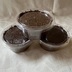 ミンダナオアトラス幼虫3頭セットの画像