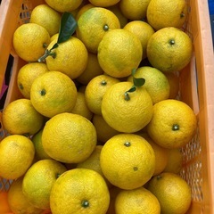 完熟黄カボスの画像