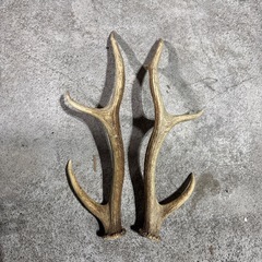 鹿の角の画像