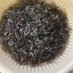 採れたて　エビの画像