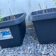 プランター６ヶ月前購入2つまとめての画像