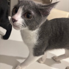 グレー　甘えん坊　6ヶ月