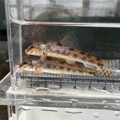 茨城県産　日本淡水魚  ツチフキ ５匹の画像