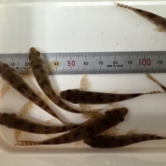 茨城県産　日本淡水魚  ツチフキ ５匹の画像