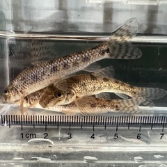 茨城県産　日本淡水魚  ツチフキ ５匹の画像