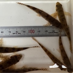 茨城県産　日本淡水魚  ツチフキ ５匹の画像