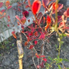 ブルーベリーの木①の画像