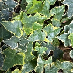 アイビー無料の画像