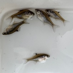 カガミ鱗  タイリク バラタナゴ たなご 
２〜３センチ １０匹の画像