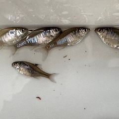 カガミ鱗  タイリク バラタナゴ たなご 
２〜３センチ １０匹の画像