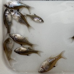 カガミ鱗  タイリク バラタナゴ たなご 
２〜３センチ １０匹の画像