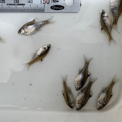 カガミ鱗  タイリク バラタナゴ たなご 
２〜３センチ １０匹の画像