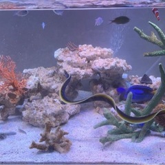 【海水魚:生体】混泳向き！ハナヒゲウツボ(リボンイール) 希少の画像