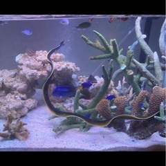 【海水魚:生体】混泳向き！ハナヒゲウツボ(リボンイール) 希少の画像