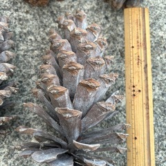 松ぼっくり５つセットの画像