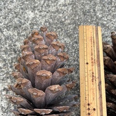 松ぼっくり５つセットの画像