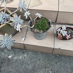 多肉植物と飾るためのベンチなどの画像