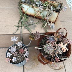 多肉植物と飾るためのベンチなどの画像